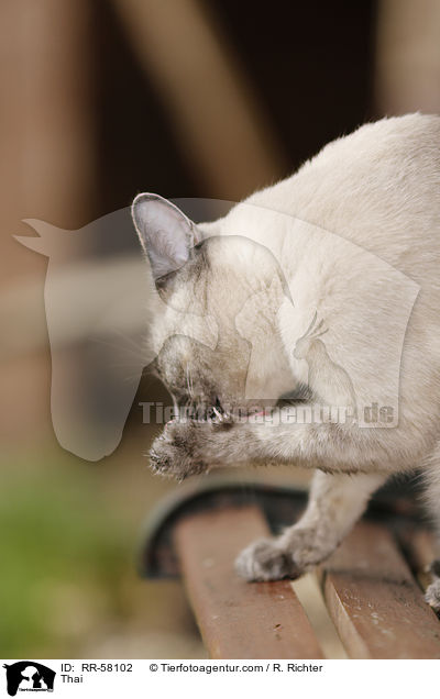 Thai / Thai / RR-58102