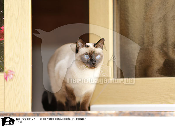 Thai / Thai / RR-58127