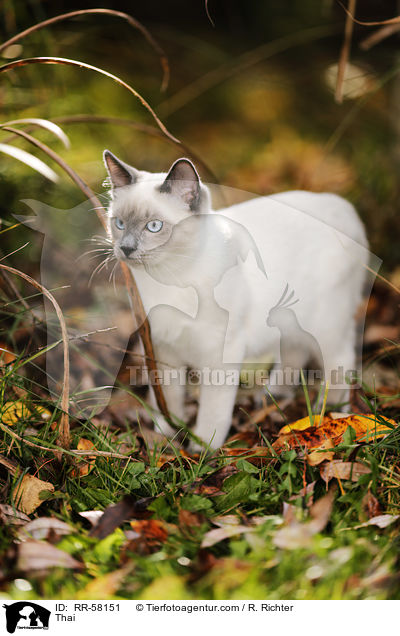 Thai / Thai / RR-58151