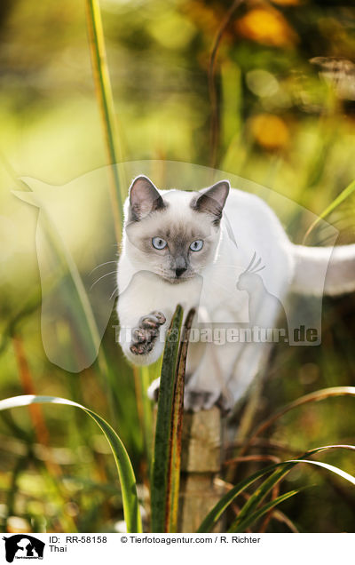 Thai / Thai / RR-58158