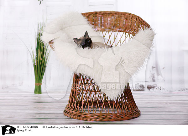 lying Thai / RR-64066