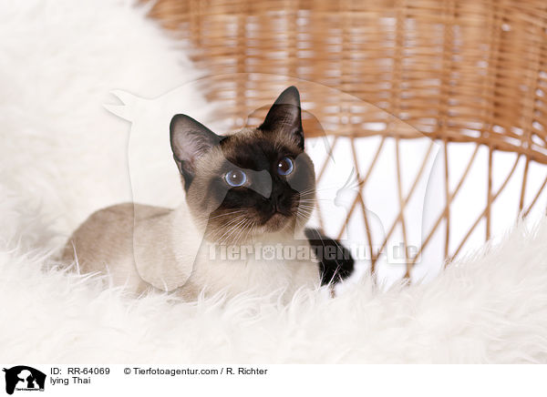 liegende Thai / lying Thai / RR-64069