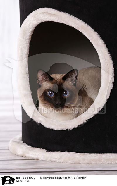 liegende Thai / lying Thai / RR-64080