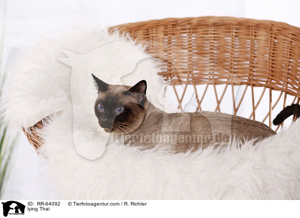 lying Thai / RR-64092