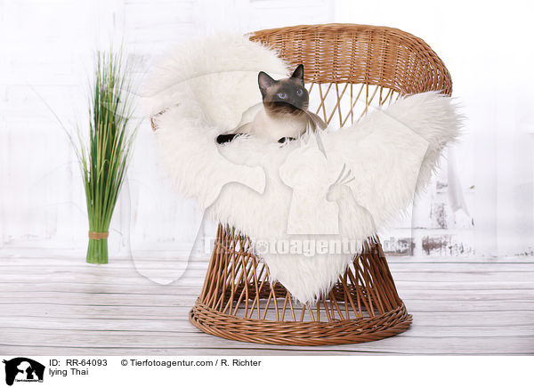 lying Thai / RR-64093