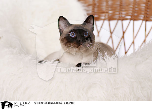 lying Thai / RR-64094