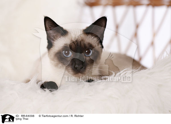 lying Thai / RR-64098