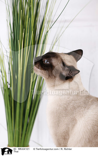 Thai / RR-64101