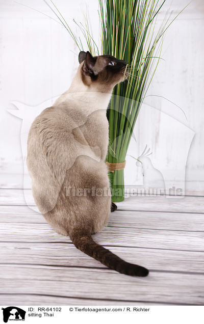 sitting Thai / RR-64102