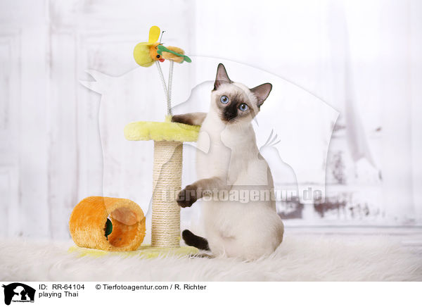 playing Thai / RR-64104