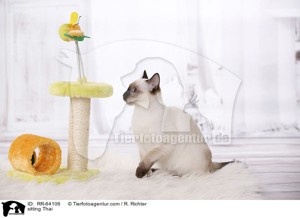 sitting Thai / RR-64106