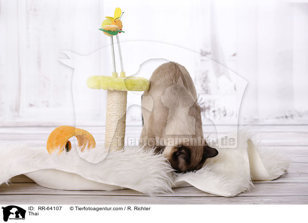 Thai / RR-64107