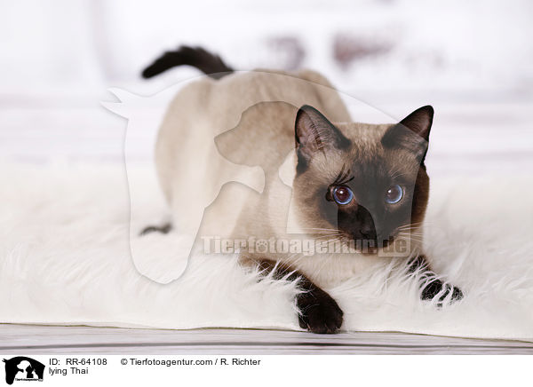 lying Thai / RR-64108