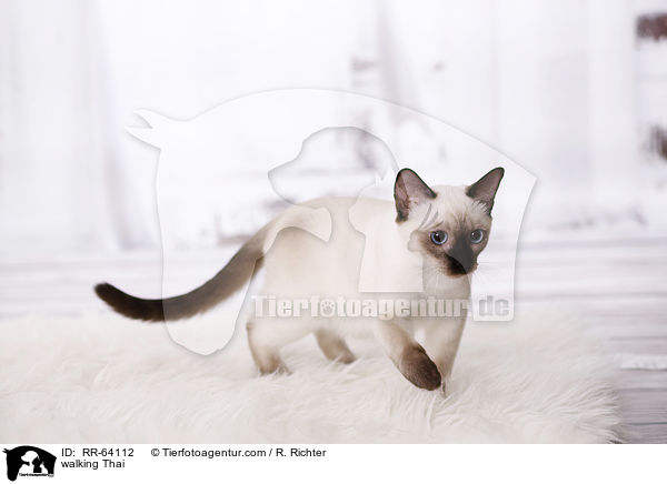 walking Thai / RR-64112