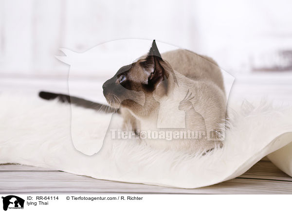 lying Thai / RR-64114
