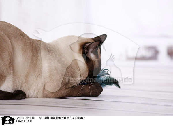 playing Thai / RR-64116