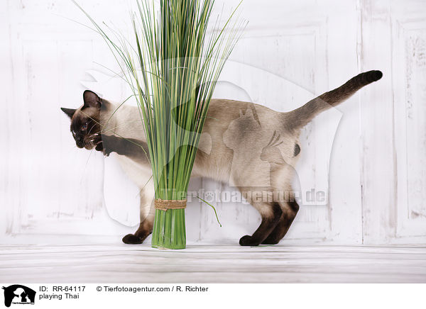 playing Thai / RR-64117