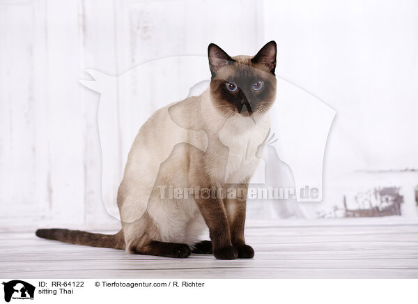 sitting Thai / RR-64122