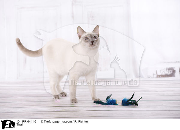 Thai / RR-64146