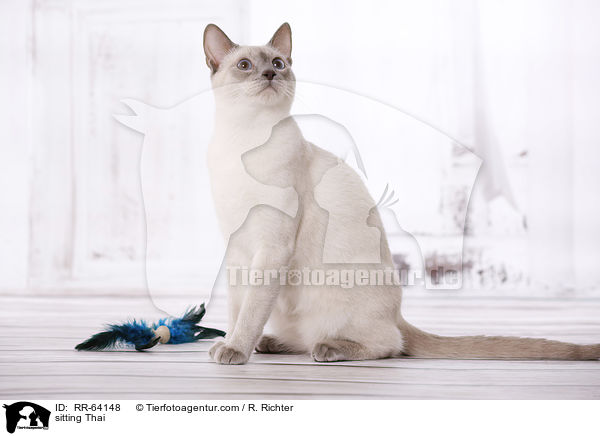 sitting Thai / RR-64148