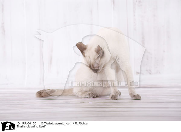 Thai is cleaning itself / RR-64150