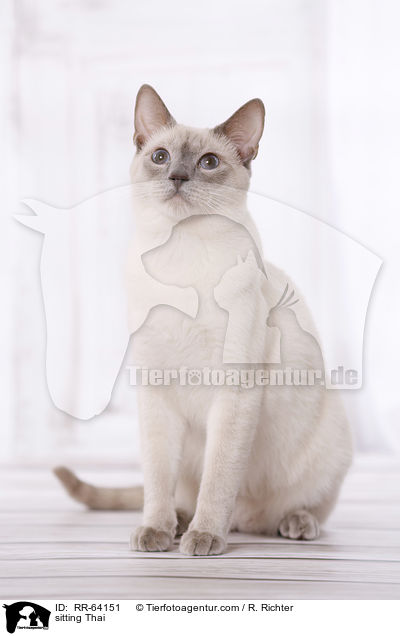 sitting Thai / RR-64151