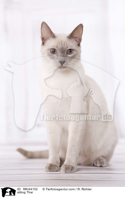 sitting Thai / RR-64152