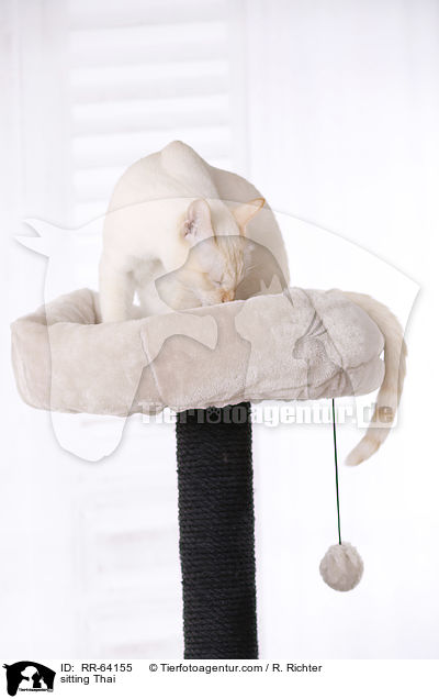 sitzende Thai / sitting Thai / RR-64155