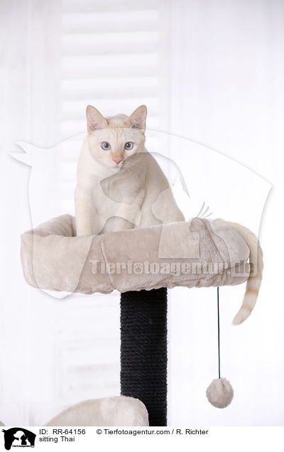 sitting Thai / RR-64156