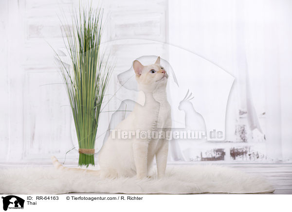 Thai / RR-64163
