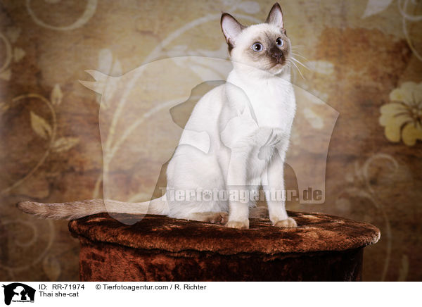 Thai she-cat / RR-71974