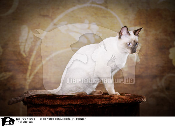 Thai she-cat / RR-71975
