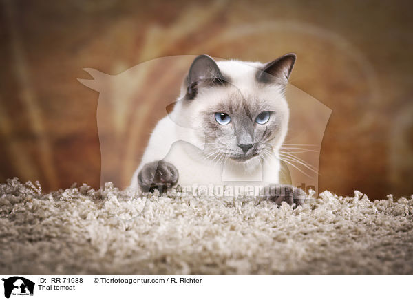 Thai tomcat / RR-71988