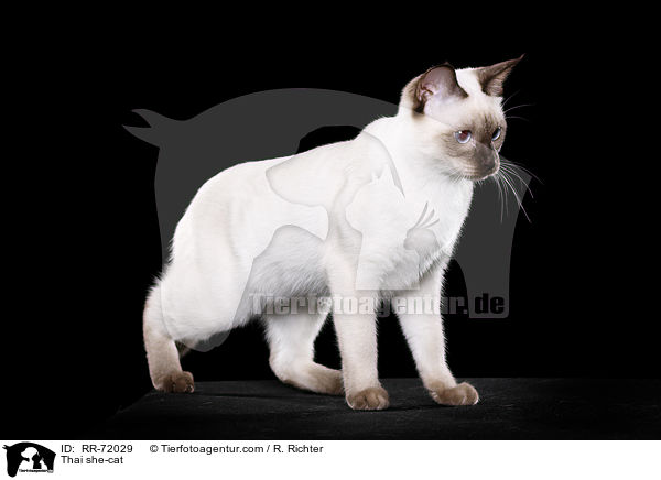 Thai she-cat / RR-72029