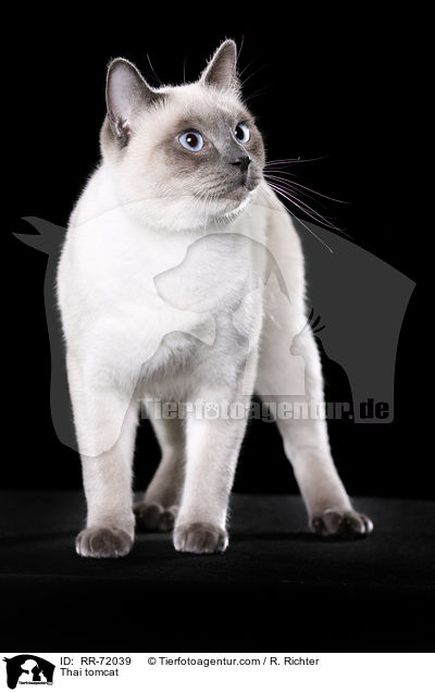Thai tomcat / RR-72039