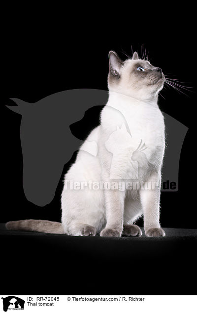 Thai tomcat / RR-72045