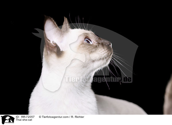 Thai she-cat / RR-72057