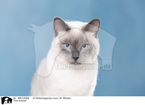 Thai tomcat / RR-72069
