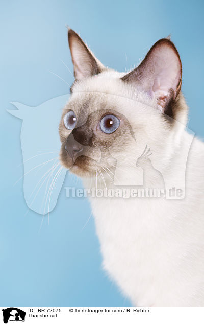 Thai she-cat / RR-72075