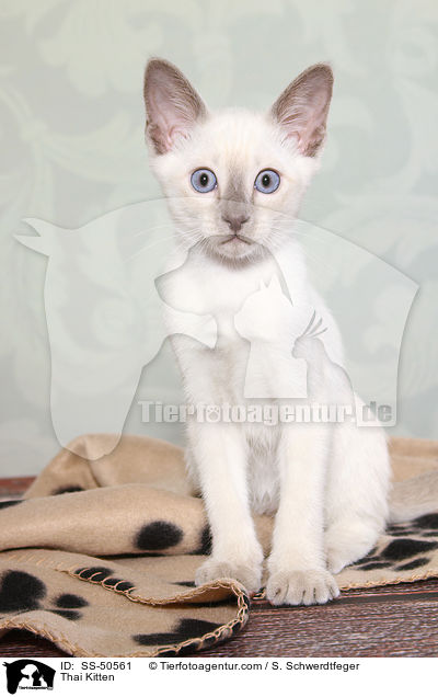 Thai Kitten / SS-50561