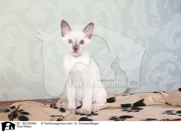 Thai Kitten / SS-50564