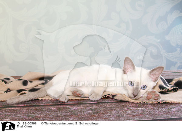 Thai Kitten / SS-50568