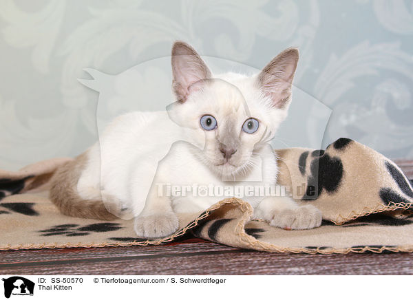 Thai Kitten / SS-50570