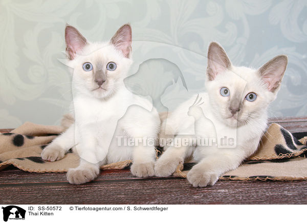 Thai Kitten / SS-50572