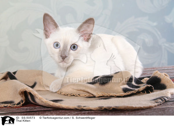 Thai Kitten / SS-50573
