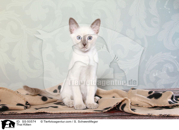 Thai Kitten / SS-50574