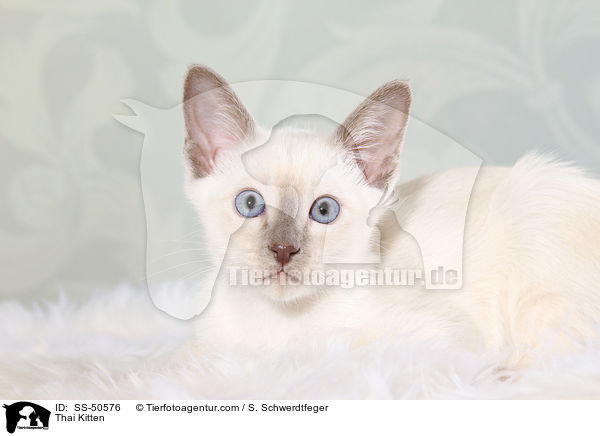 Thai Kitten / SS-50576
