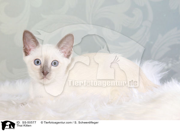 Thai Kitten / SS-50577