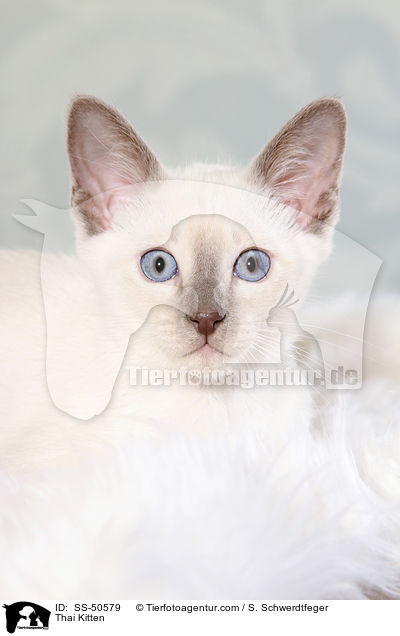 Thai Kitten / SS-50579