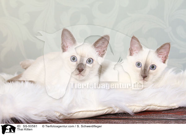 Thai Kitten / SS-50581